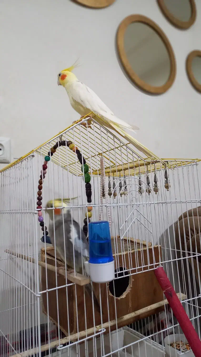 عروس هلندی نر و ماده سرحال کسی قلب داره ۲۵۰۰|پرنده|صومعهسرا, |دیوار