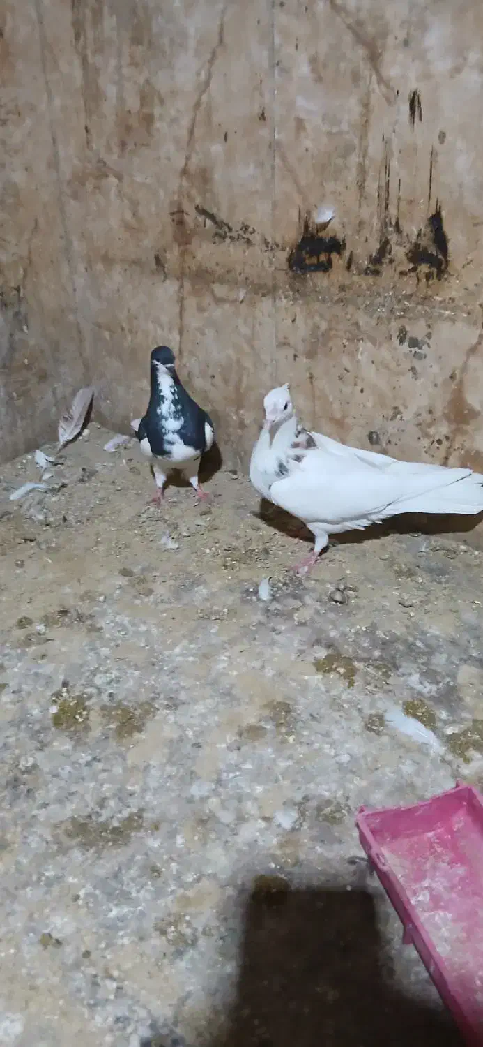 فقد پیام|پرنده|شادگان, |دیوار