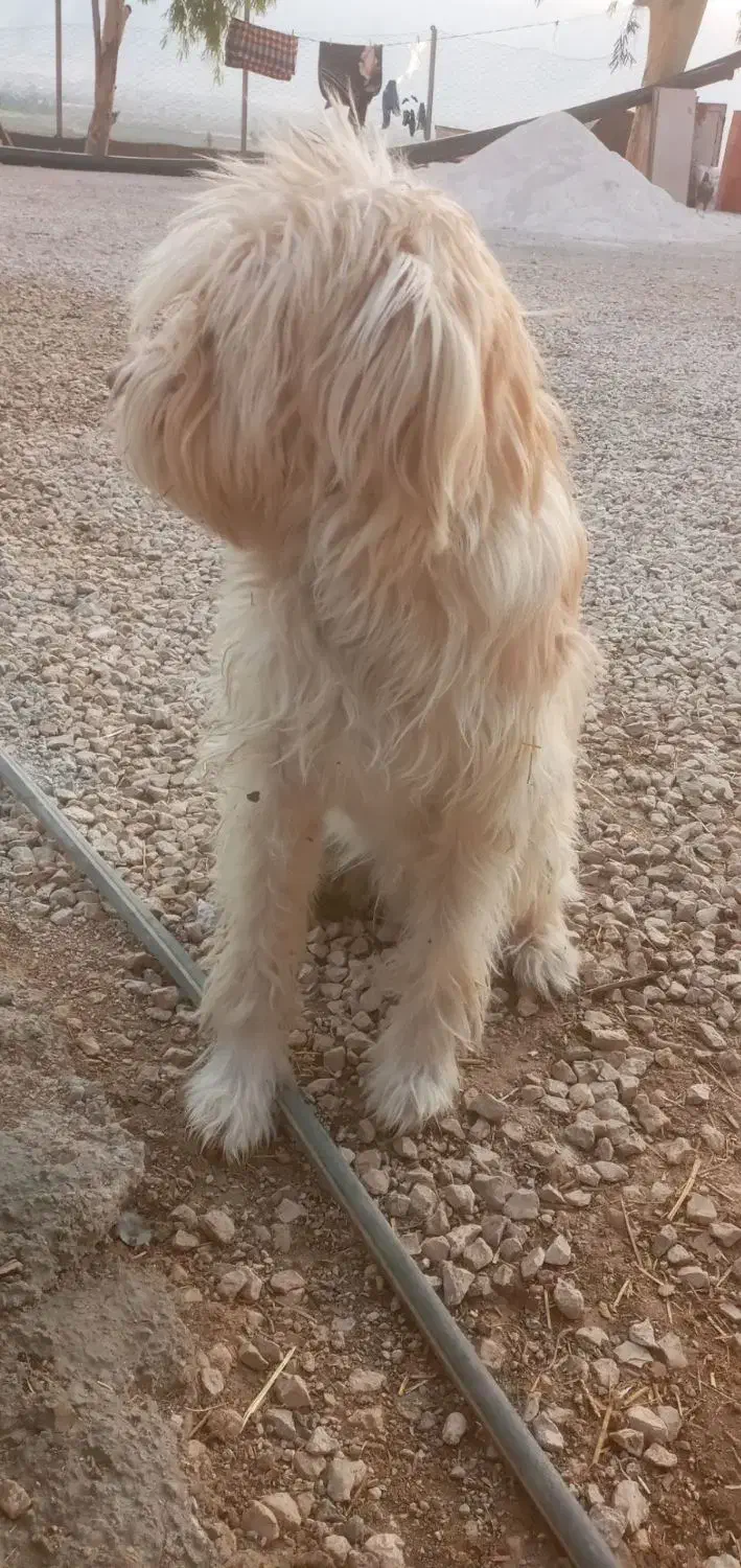 سگ ب|سگ|سرپل ذهاب, |دیوار