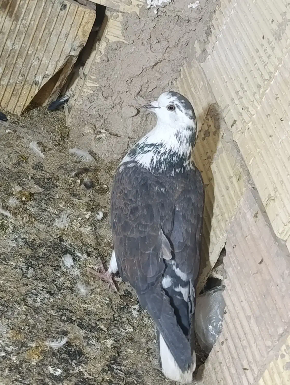 کفتر|پرنده|فولادشهر, سایت صنعتی کاوه|دیوار