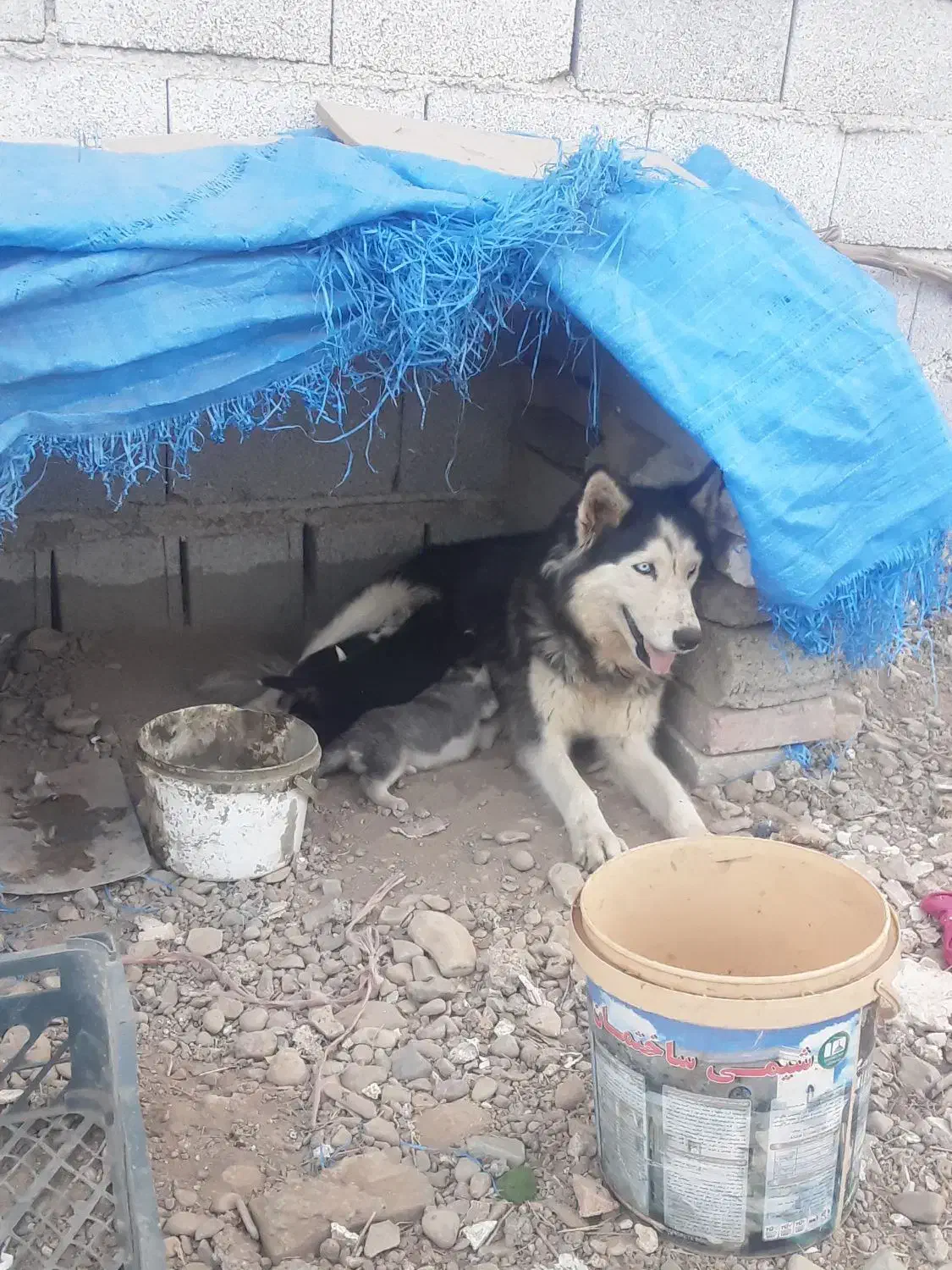 هاسگی|سگ|هشتگرد, شهرک اقدسیه|دیوار