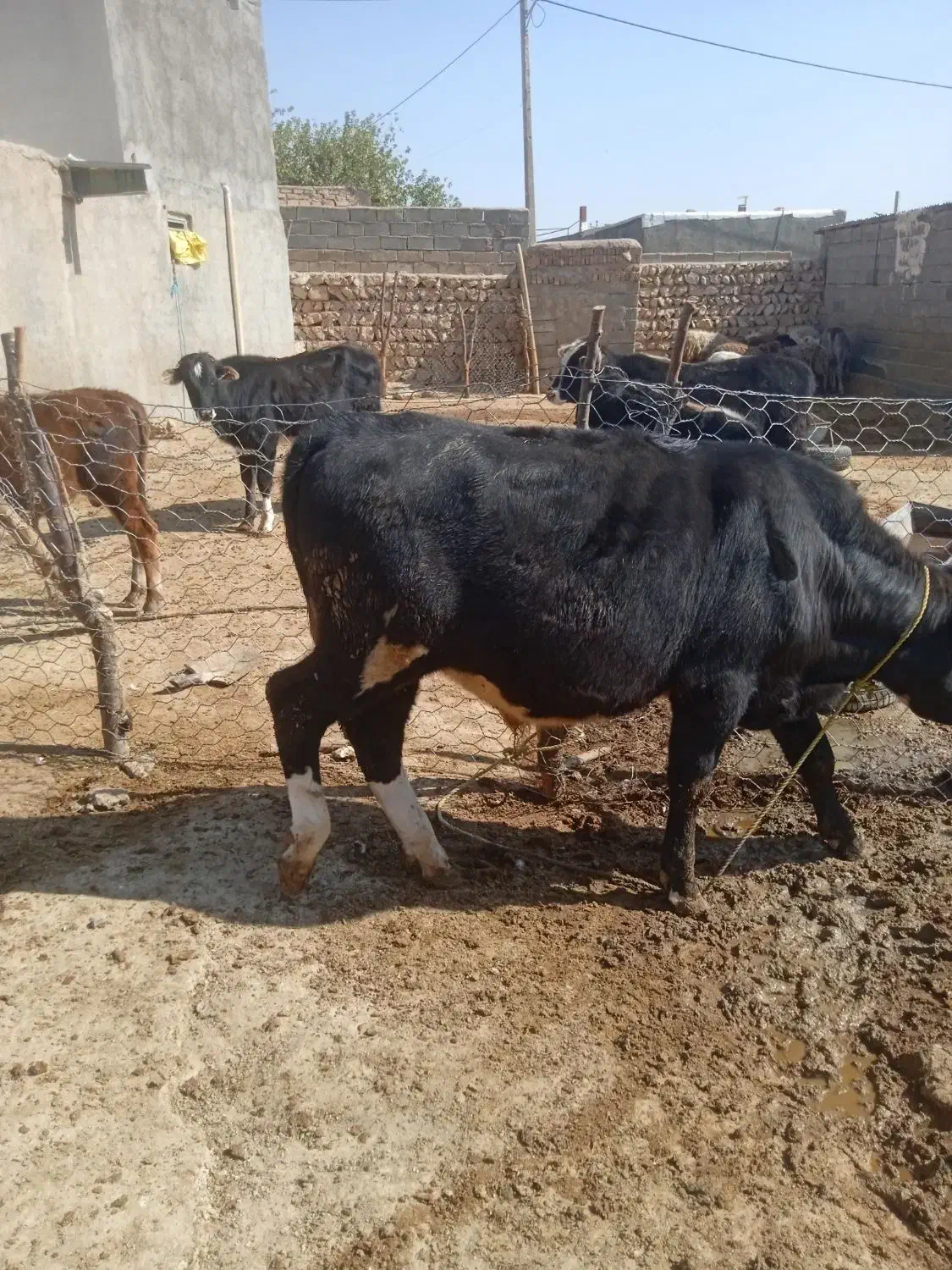 گوساله نر|حیوانات مزرعه|کوهدشت, |دیوار