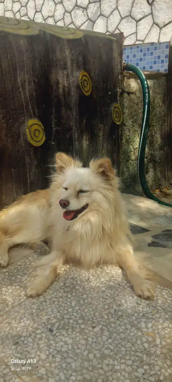 سگ گم شده|حیوانات|اصفهان, قهجاورستان|دیوار