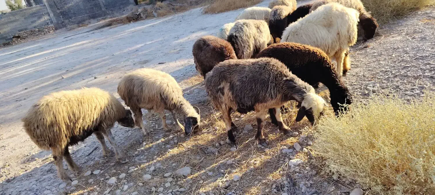 میش آبستن داشتی|حیوانات مزرعه|جره و بالاده, |دیوار