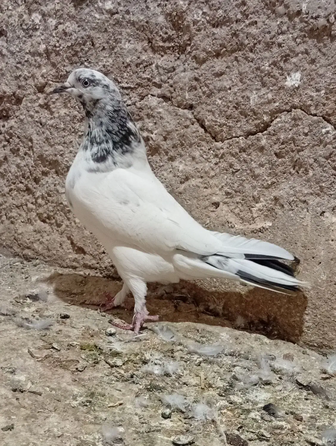 کاشانی ماده|پرنده|مسجد سلیمان, |دیوار