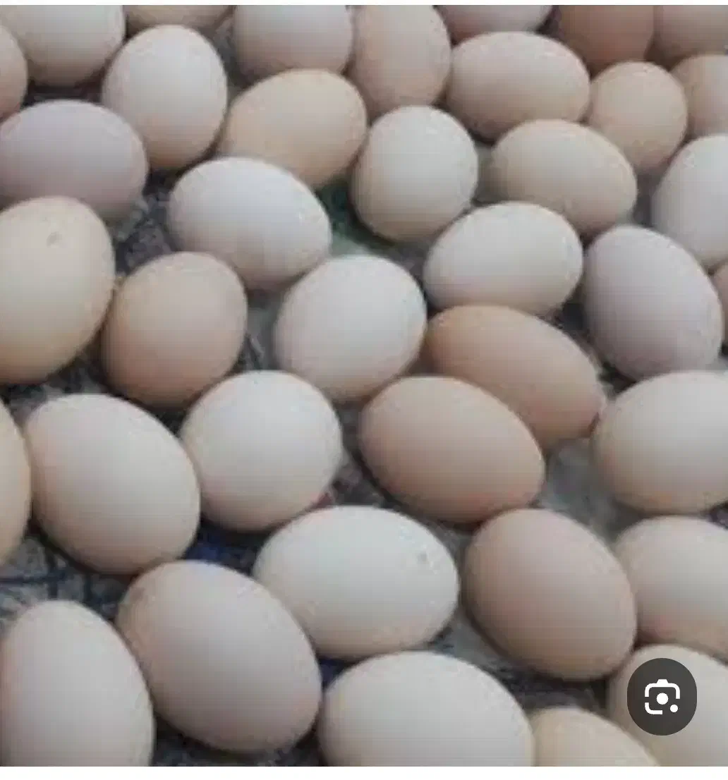 تخم مرغ نطفه دار گلین|حیوانات مزرعه|تهران, کیانشهر|دیوار