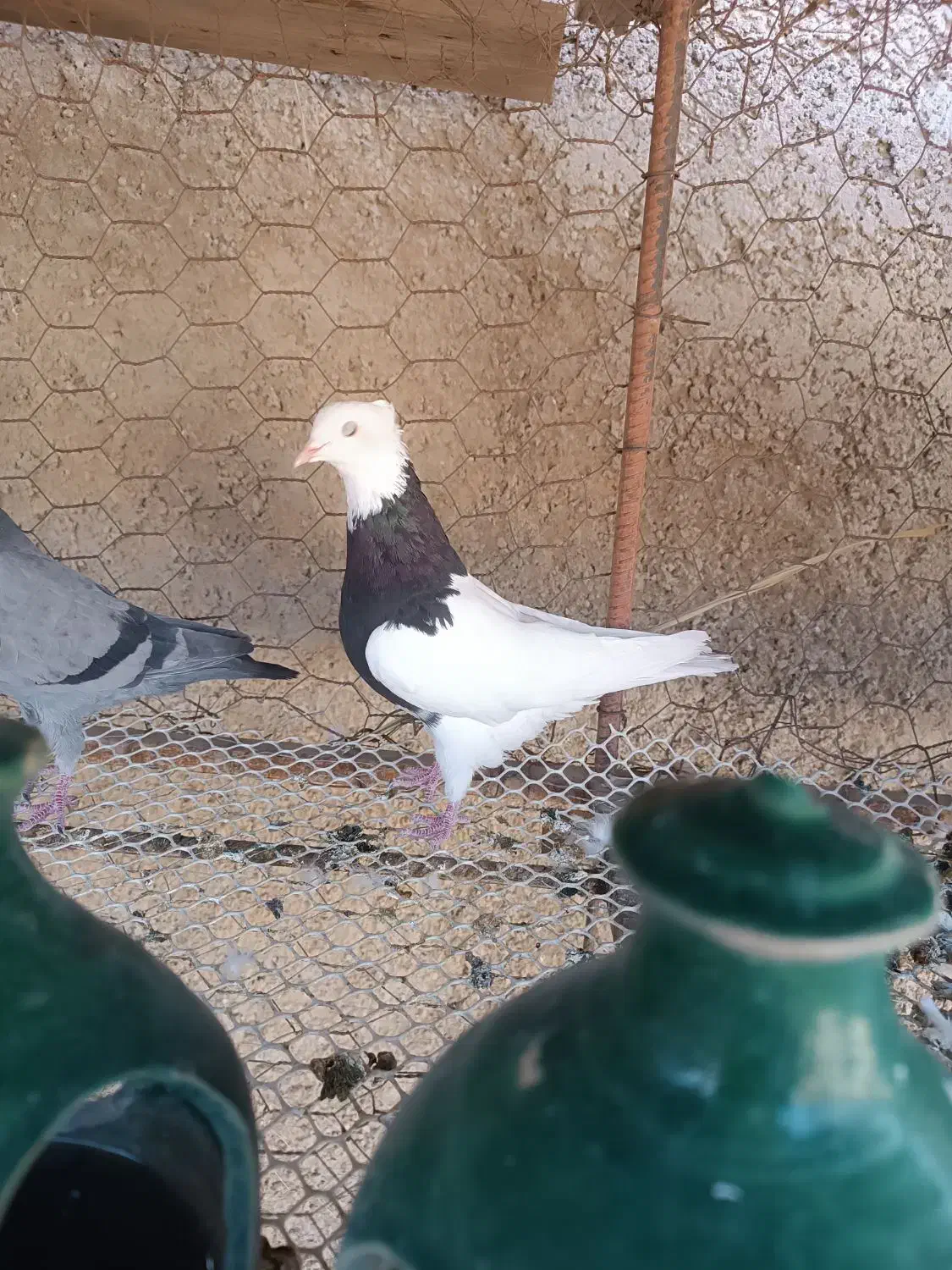 طوقی ماده|پرنده|سیروان, |دیوار