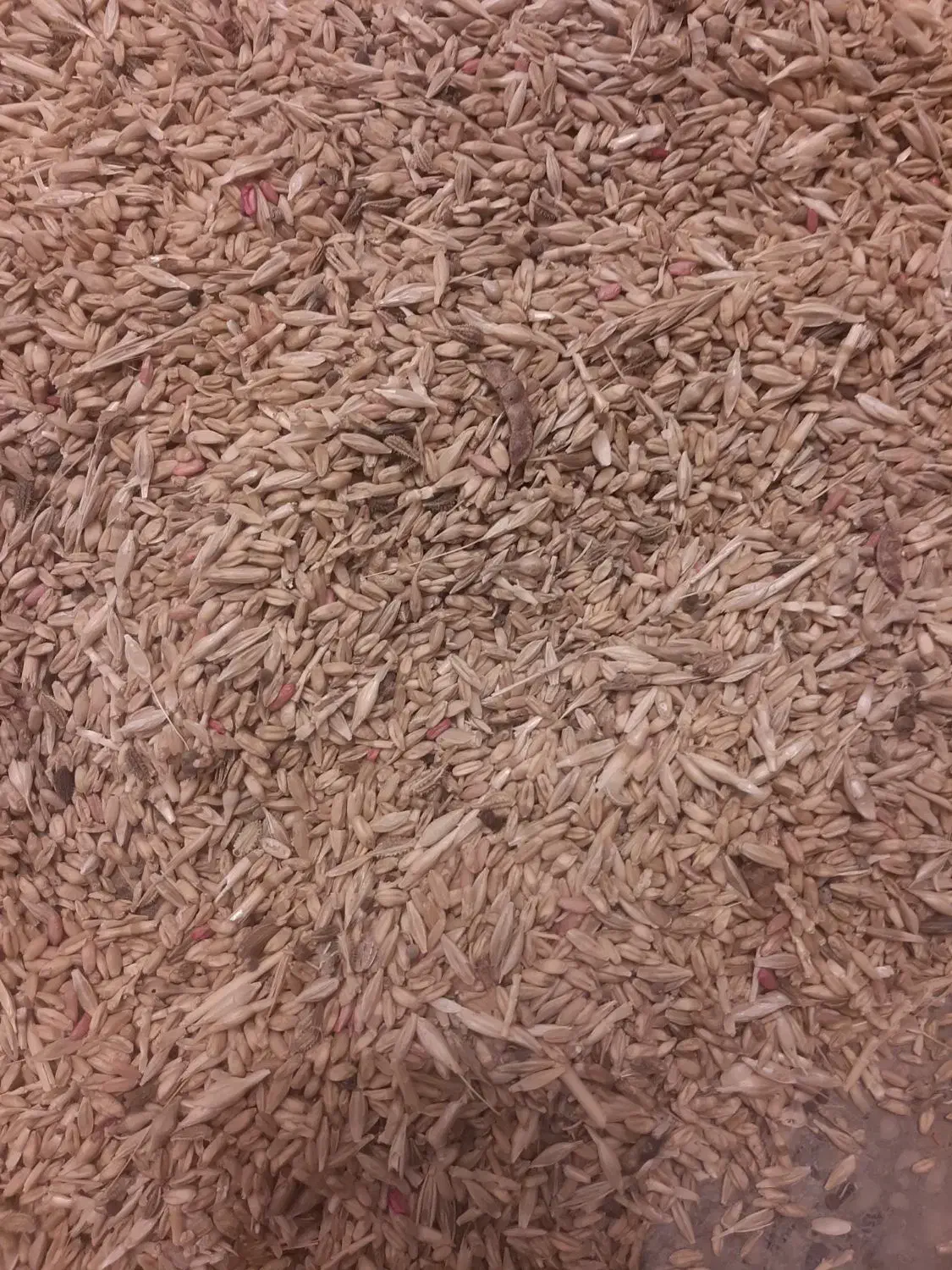 گندم برا کبوتر و مرغ|خوردنی و آشامیدنی|بروجرد, |دیوار