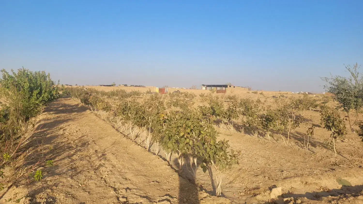 فروش باغ پسته ۷ ساله|فروش دفتر صنعتی، کشاورزی، تجاری|گناباد, |دیوار