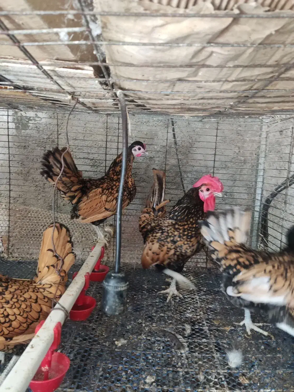 تخم مرغ نطفه دار برهما|حیوانات مزرعه|قائم‌شهر, |دیوار