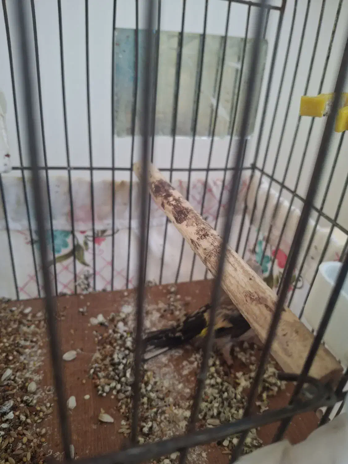 جوجه سهره|پرنده|فرخ‌شهر, |دیوار