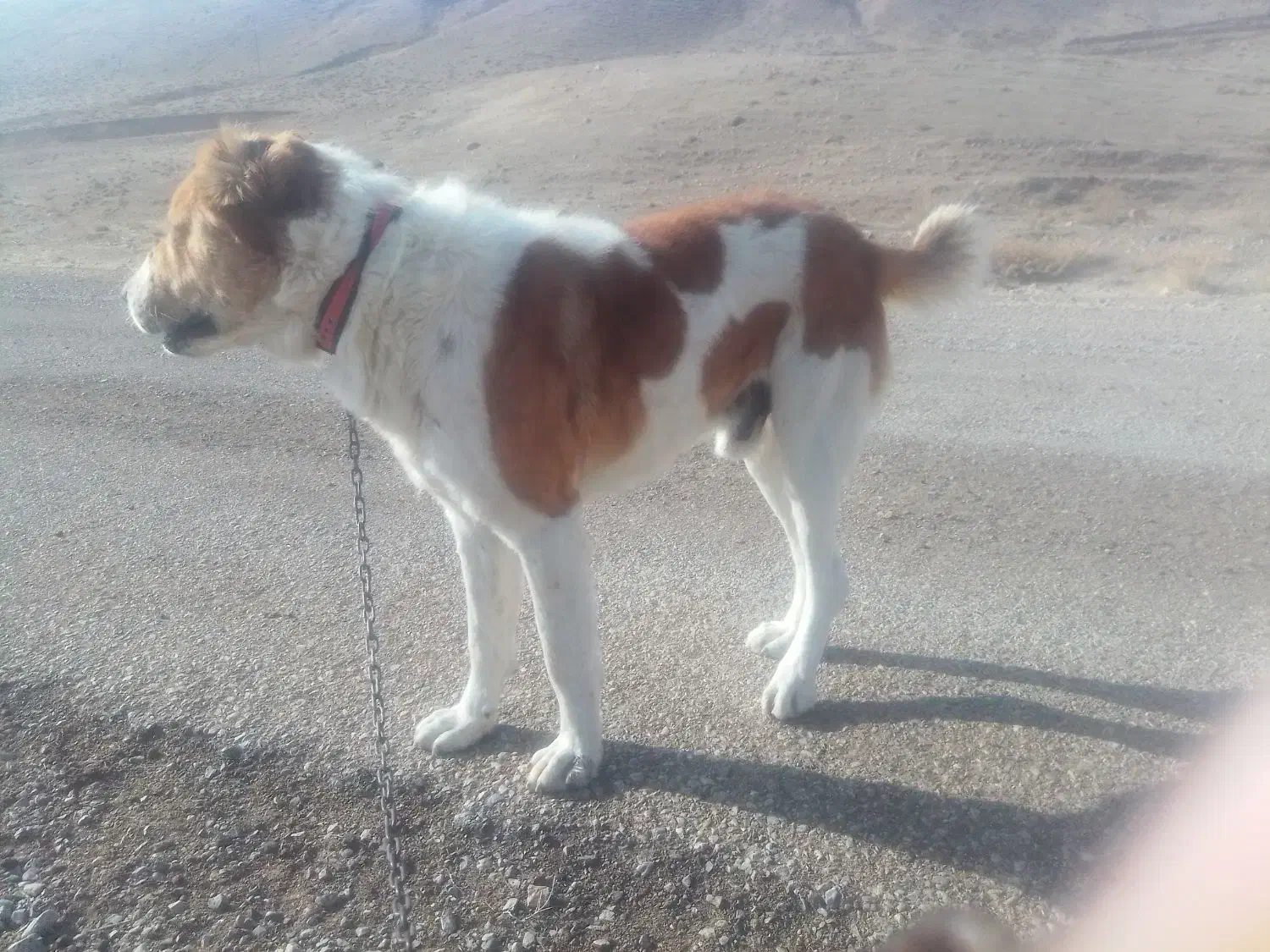 واگذاریسگ|سگ|قوچان, |دیوار