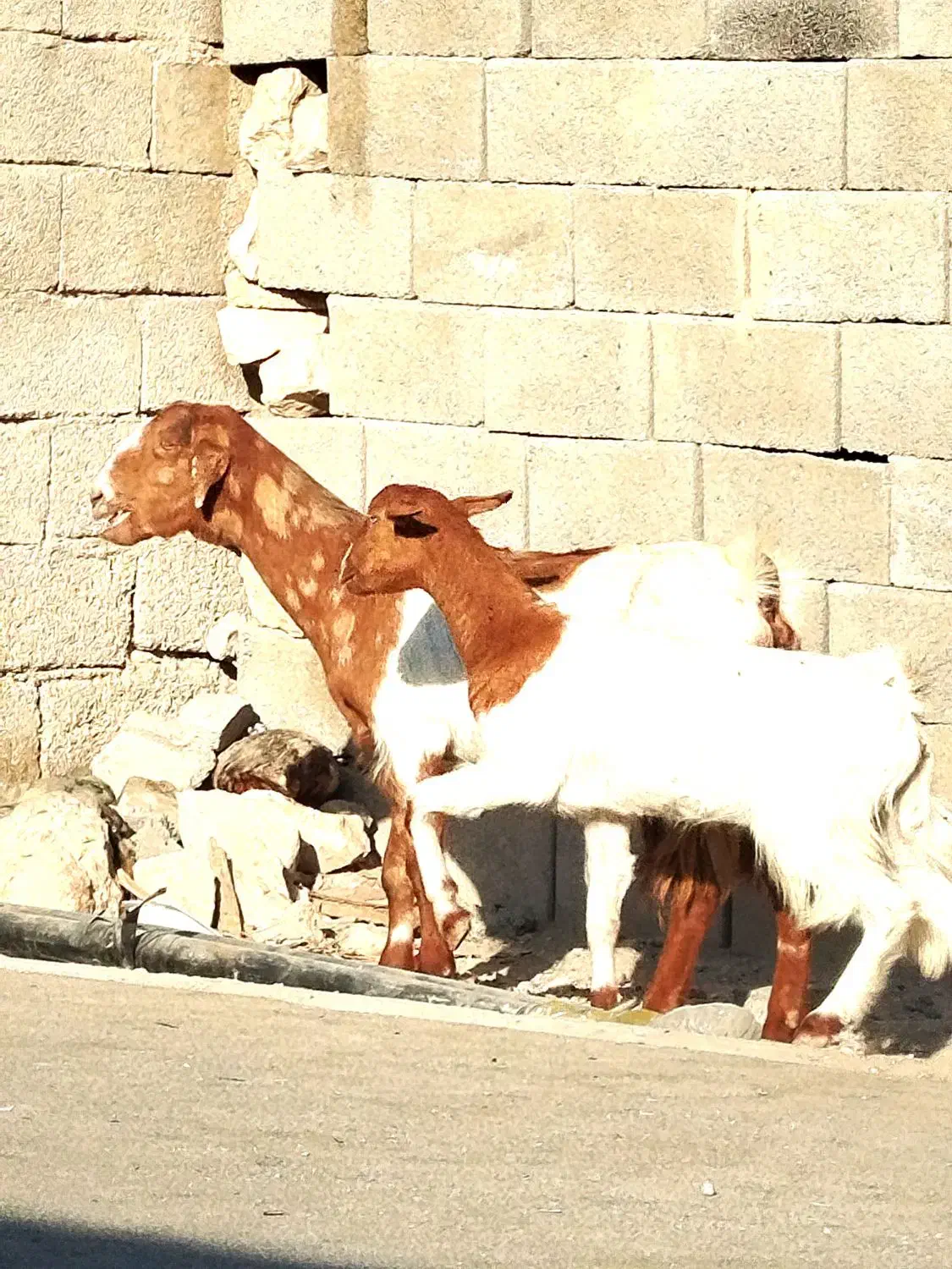 سه‌بزابستن‌وکهره‌دار|حیوانات مزرعه|شنبه و طسوج, |دیوار