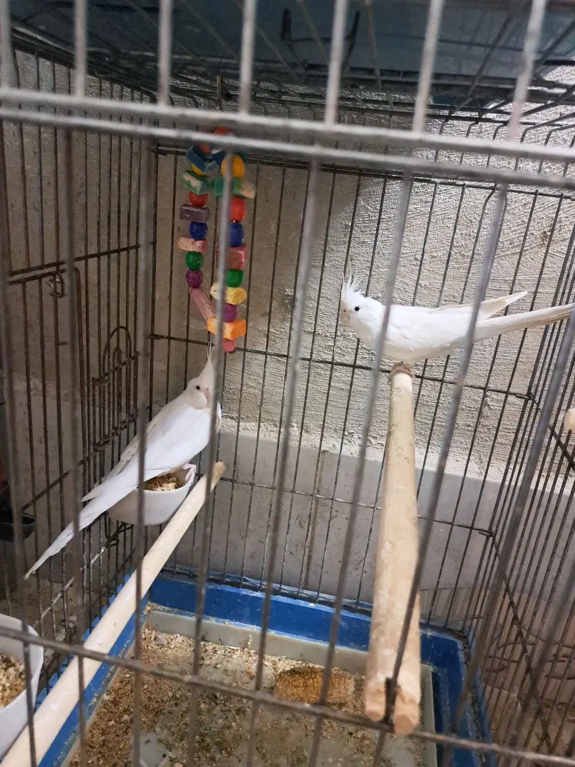 عروس هلندی البینو|پرنده|پاکدشت, پاکدشت (مامازند)|دیوار