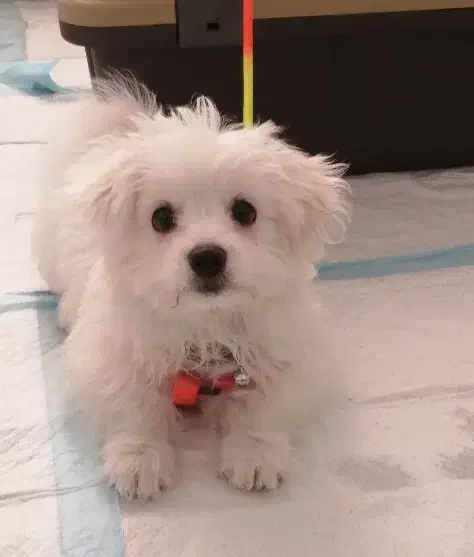 توله 4 ماهه اشپیتز پامر|سگ|حاجی آباد, |دیوار