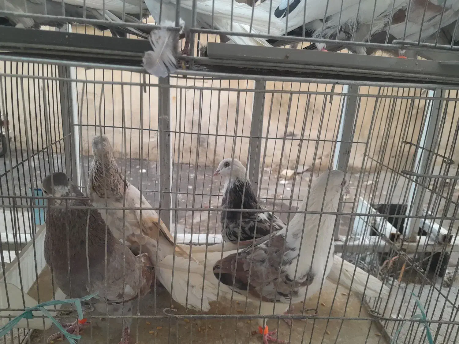 کفتر|پرنده|کرج, حیدرآباد|دیوار