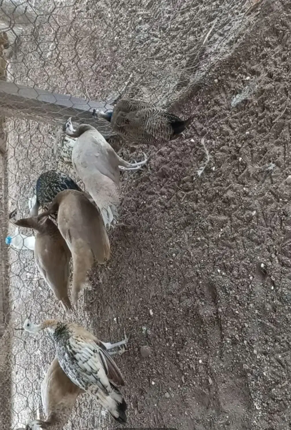 فروش جوجه طاووس|پرنده|آستانه اشرفیه, |دیوار