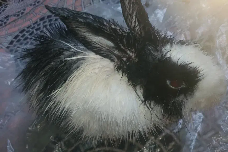 خرگوش|موش و خرگوش|میناب, |دیوار