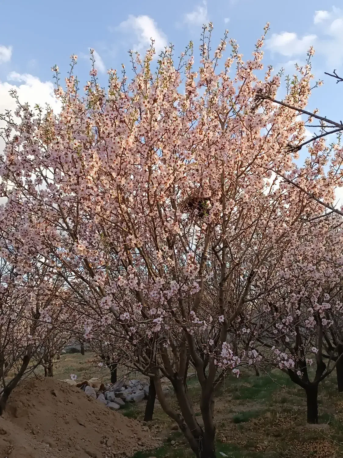 واگذاری باغ بادام و پسته در ینگی کند|اجارهٔ دفتر صنعتی، کشاورزی، تجاری|خسروشاه, |دیوار