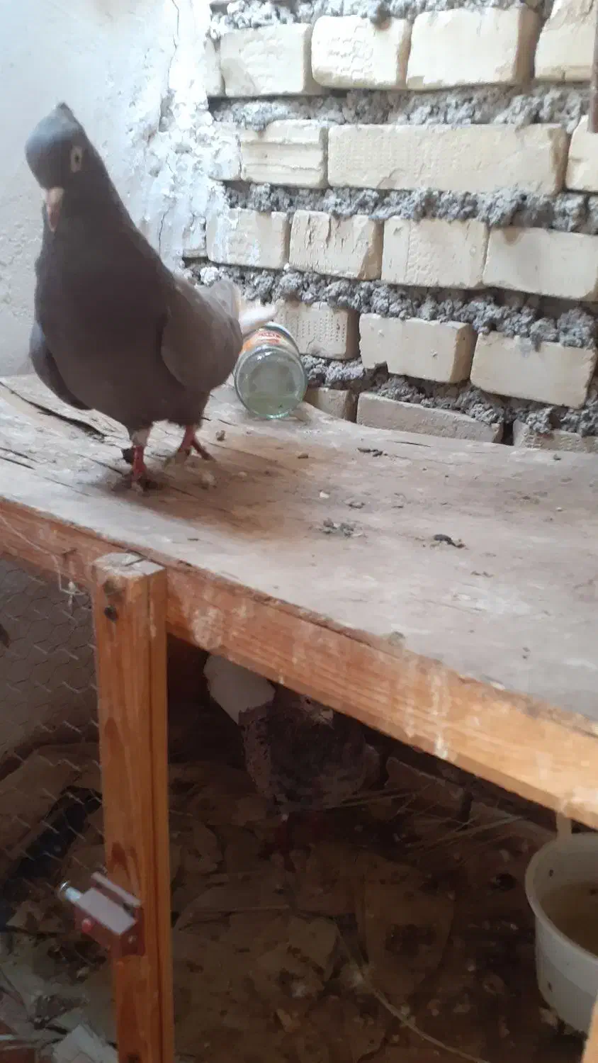 دم سفیدماده باکاغذی زردنر|پرنده|باوی, |دیوار