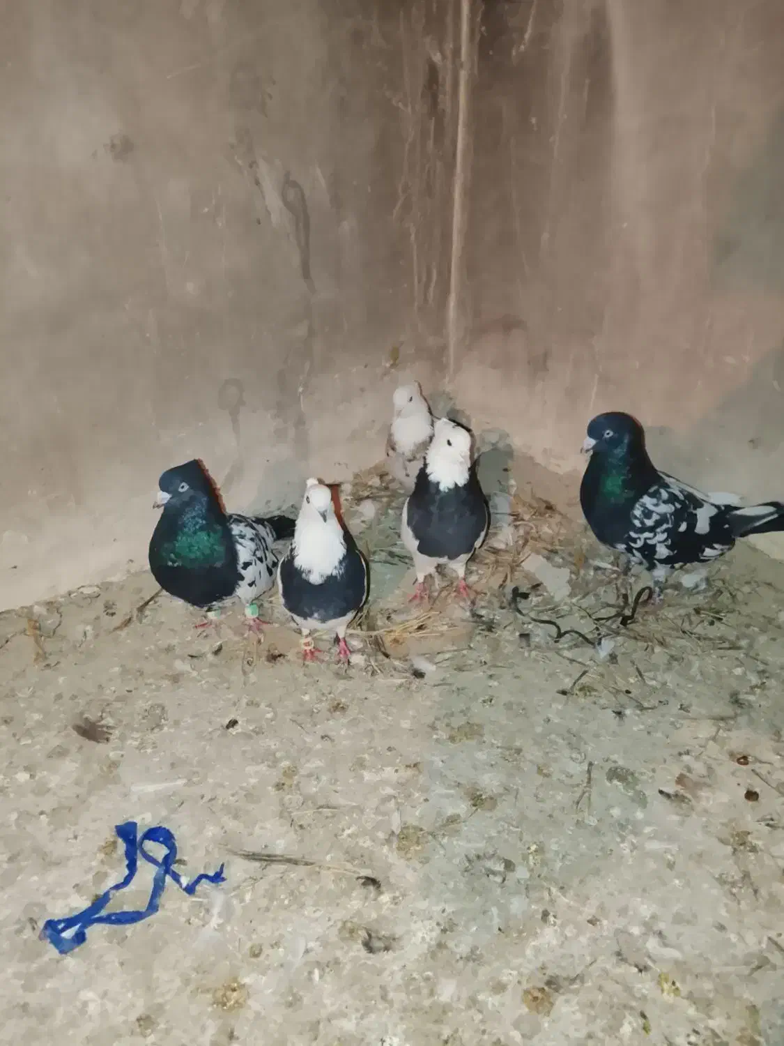 کبوتر|پرنده|شیروان (خراسان), |دیوار