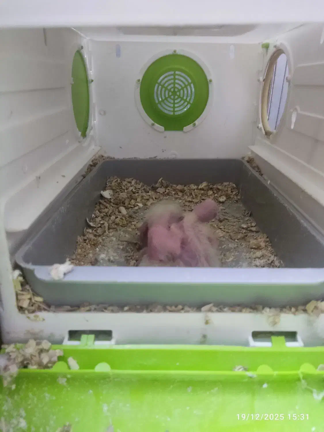 یک جفت عروس هلندی با جوجه|پرنده|قم, لسانی|دیوار