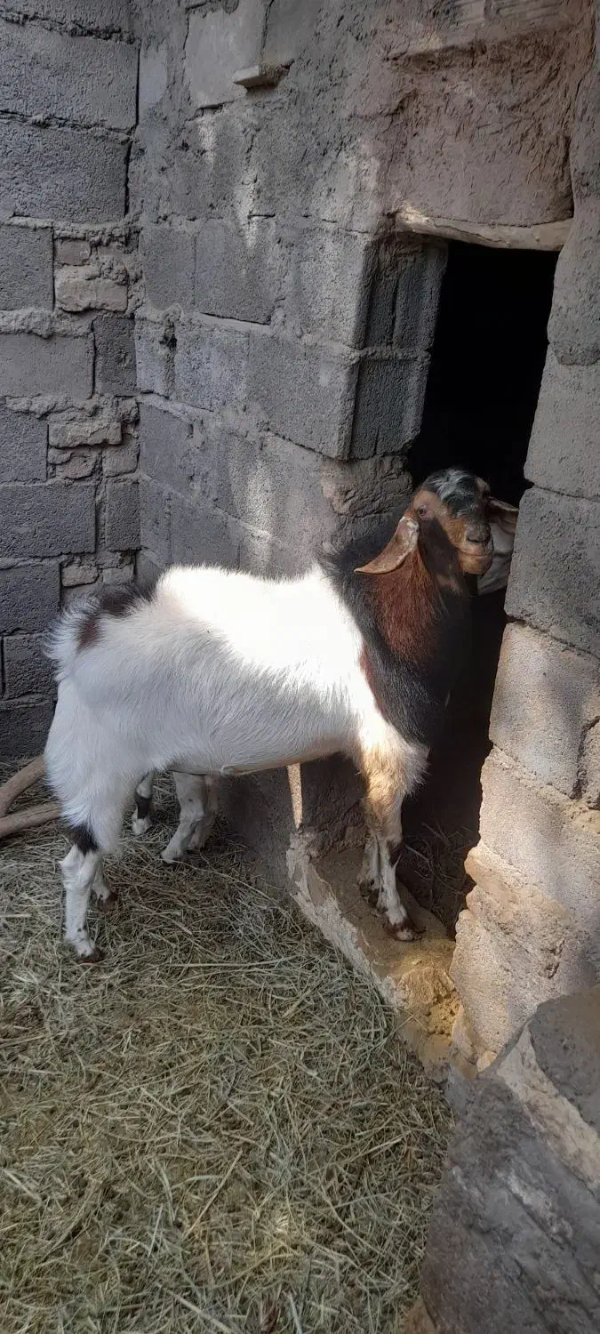فروش گوسفند|حیوانات مزرعه|نرماشیر, |دیوار