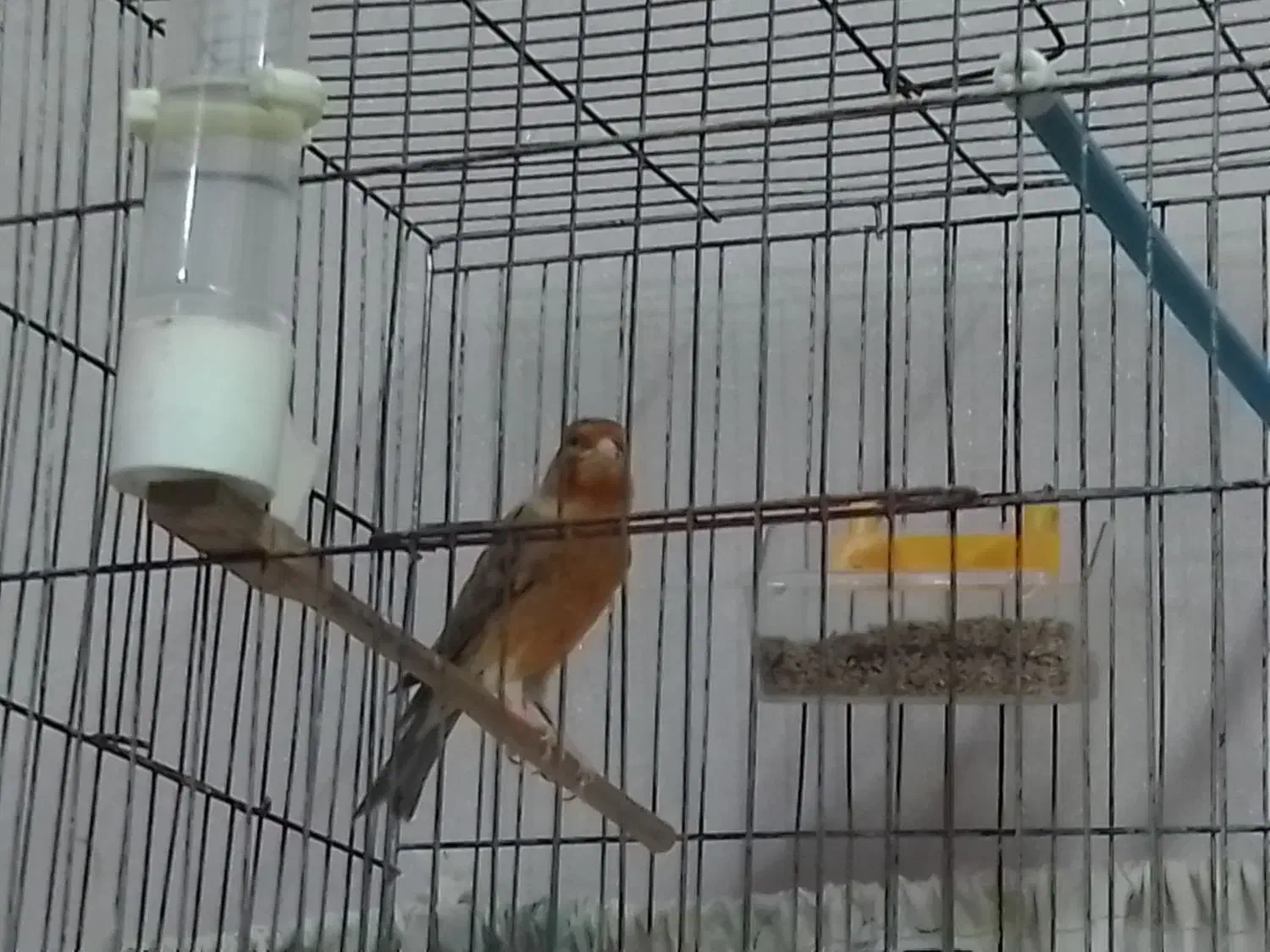 قناری سوخته|پرنده|تبریز, |دیوار