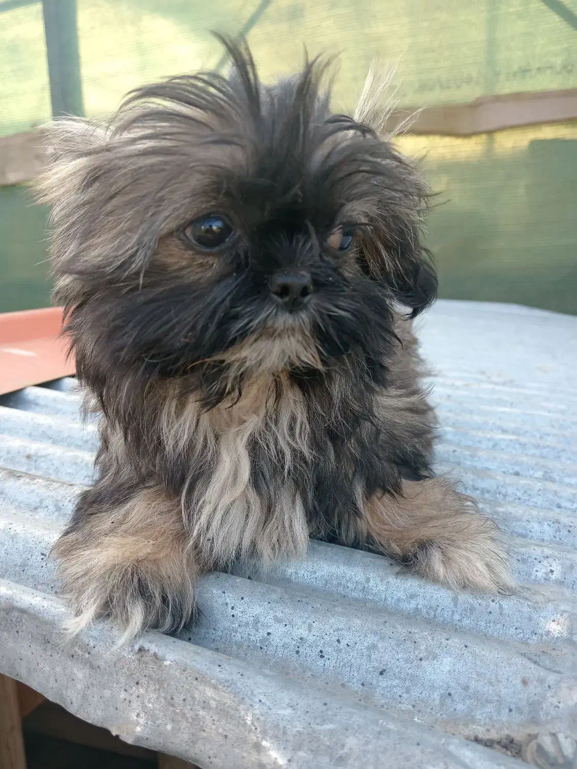 توله شیتزو های 2ماه و نیمه|سگ|بندر انزلی, انصار الحسین|دیوار