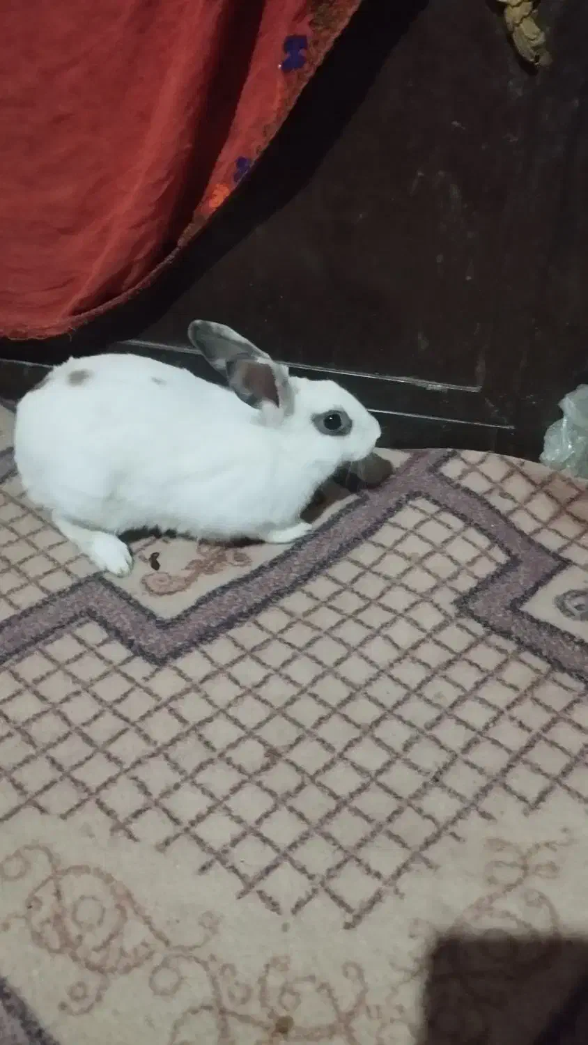 خرگوش|موش و خرگوش|سیب و سوران, |دیوار