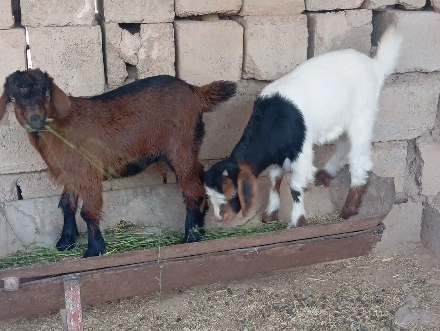 بز دوقلوزا|حیوانات مزرعه|آغاجاری, |دیوار