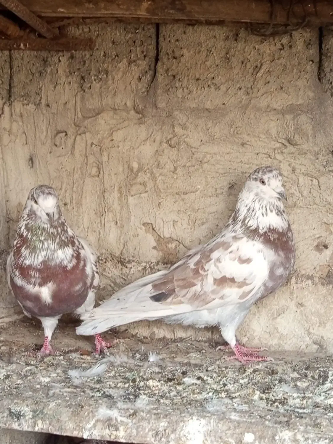 کبوتر پرشی و زاغ یک اتم گرگی|پرنده|انزل, |دیوار