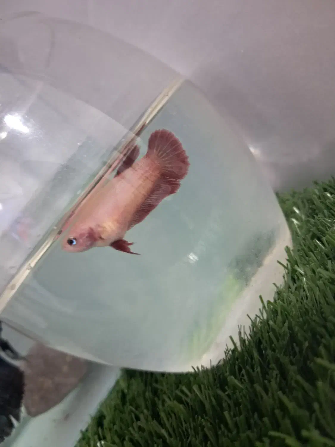 فایر برا تکثیر|ماهی|اردبیل, |دیوار