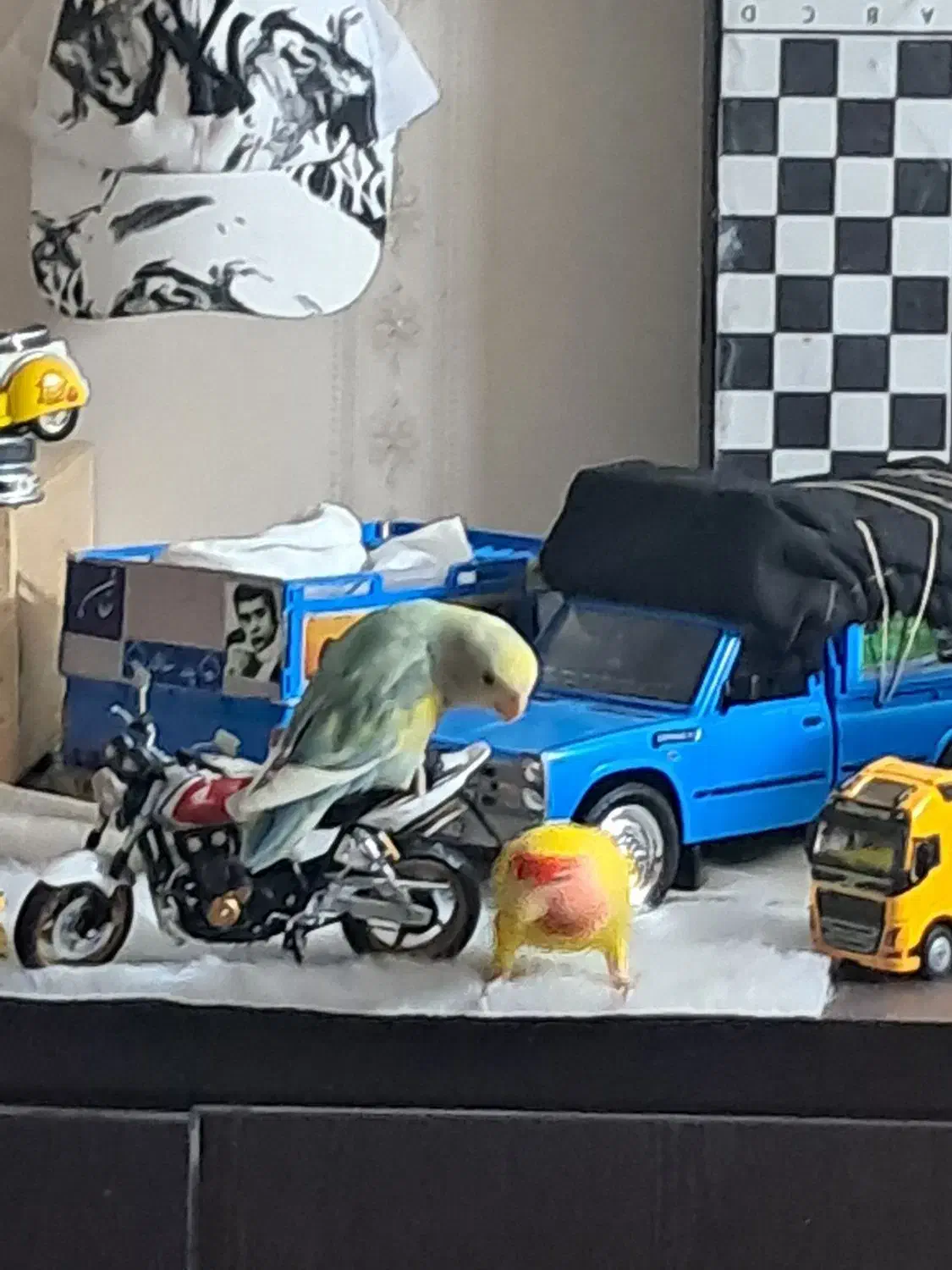 طوطی برزیلی|پرنده|چهاردانگه (تهران), |دیوار