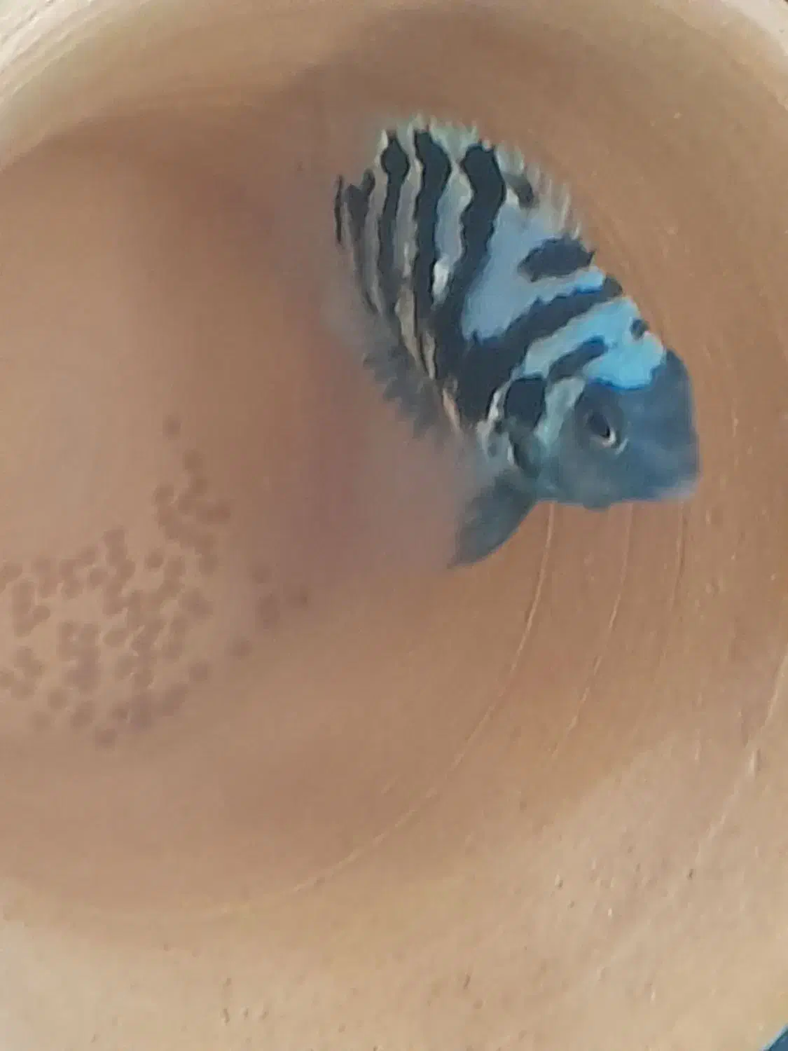 گوره خری جفت وحدودا۵۰۰تا بچه گوری خری|ماهی|مشهد, شهرک رازی (شهرک غرب)|دیوار