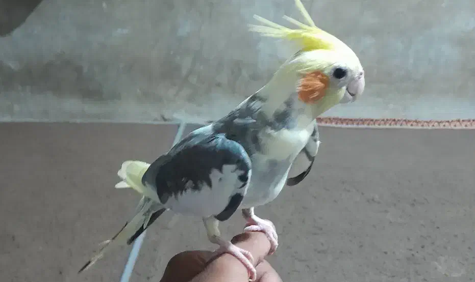 عروس‌هلندی نر‌دستی‌سخنگو|پرنده|هیدوچ, |دیوار