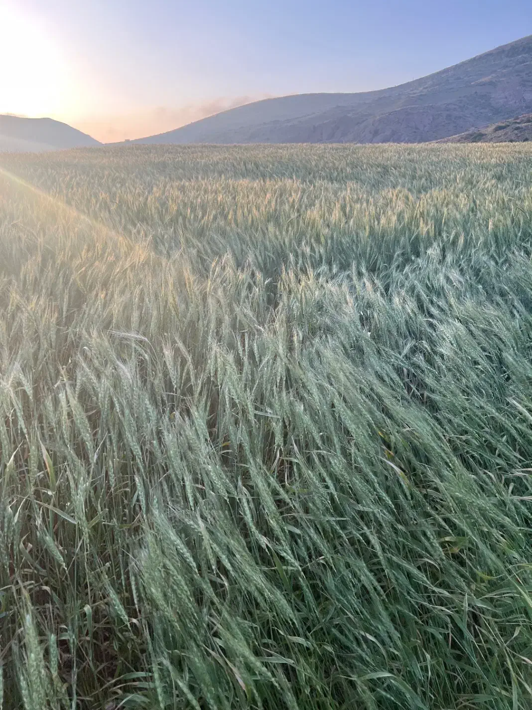 گندم بذری بوجاری شده|خدمات باغبانی و درختکاری|قیدار, |دیوار