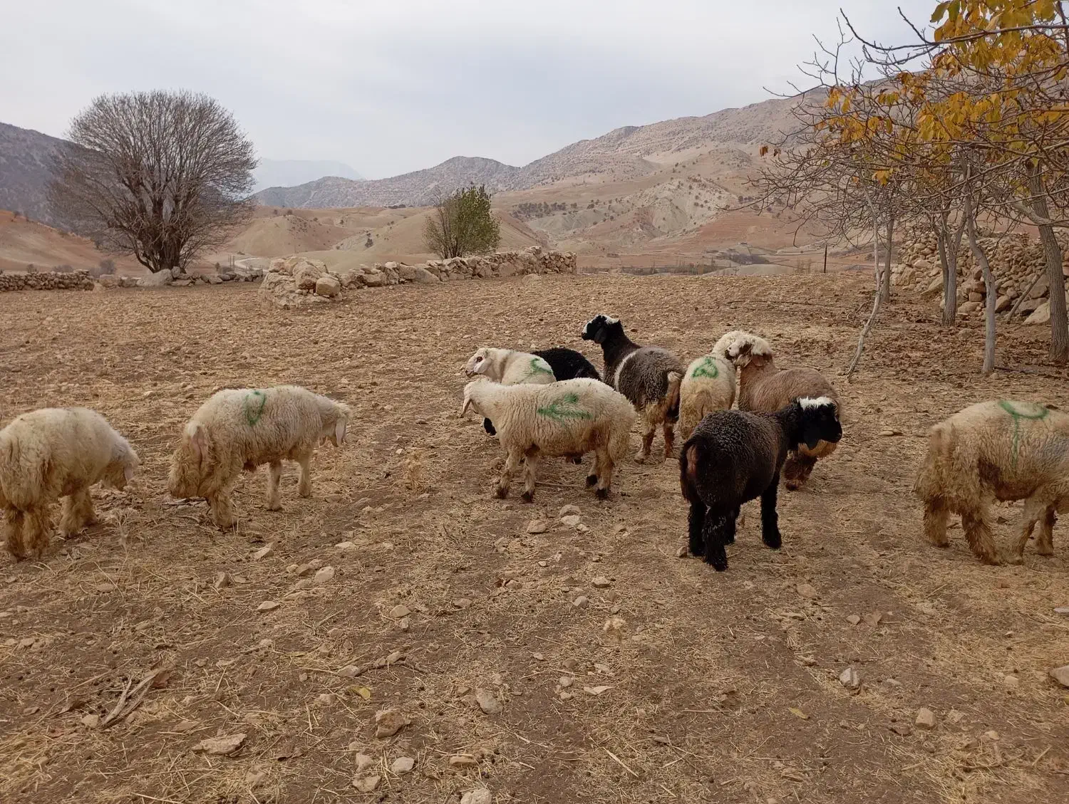 بره نر|حیوانات مزرعه|دیشموک, |دیوار