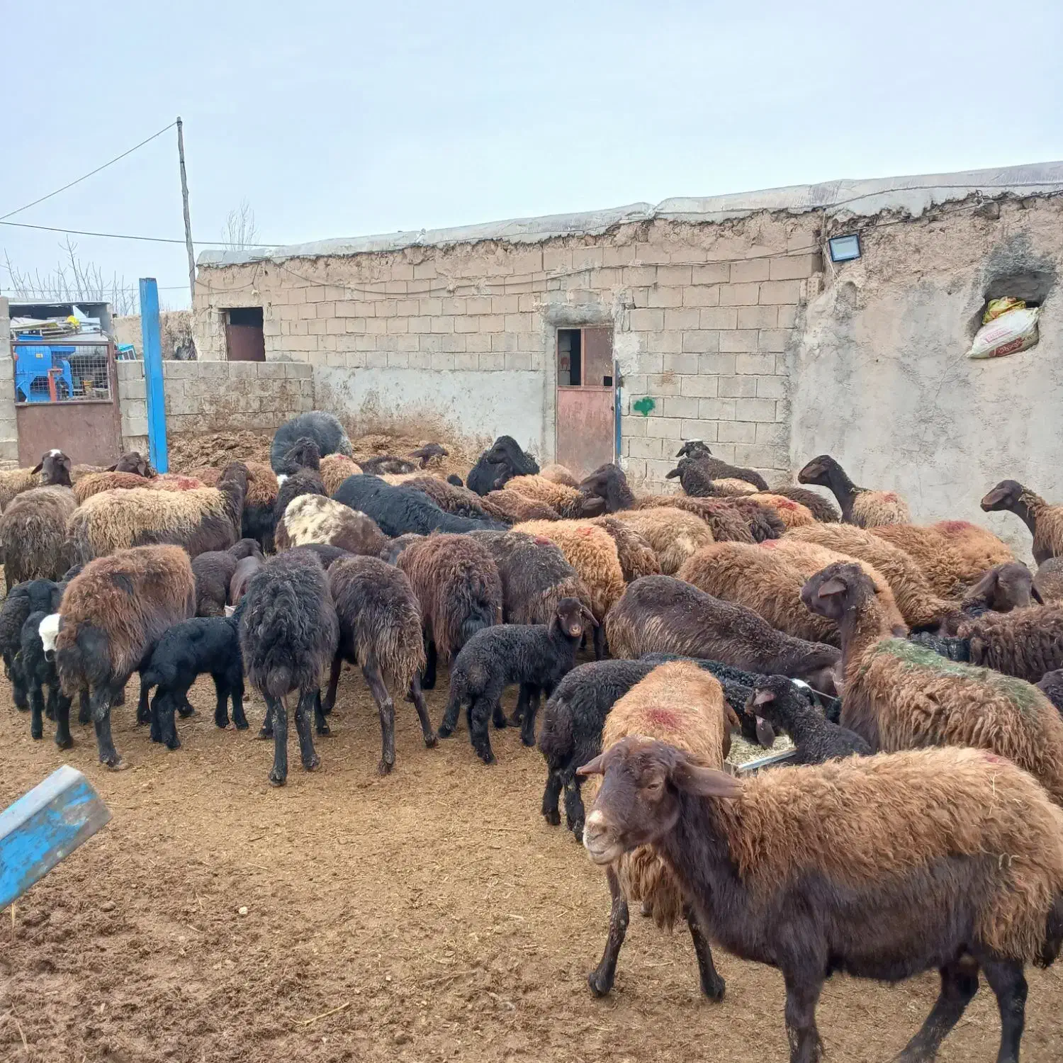 گوسفند داشتی|حیوانات مزرعه|بجنورد, |دیوار