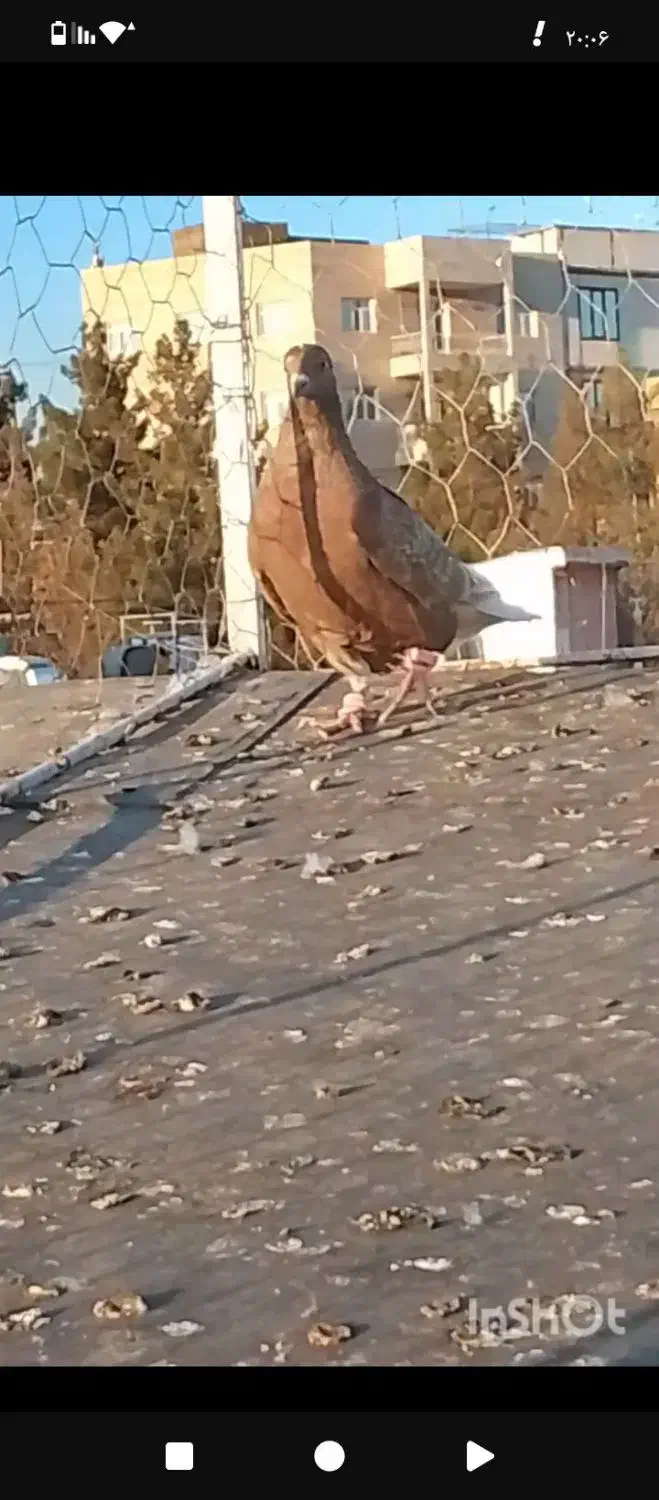 کفتر ماده دم سفید|پرنده|تربت‌حیدریه, قائم|دیوار