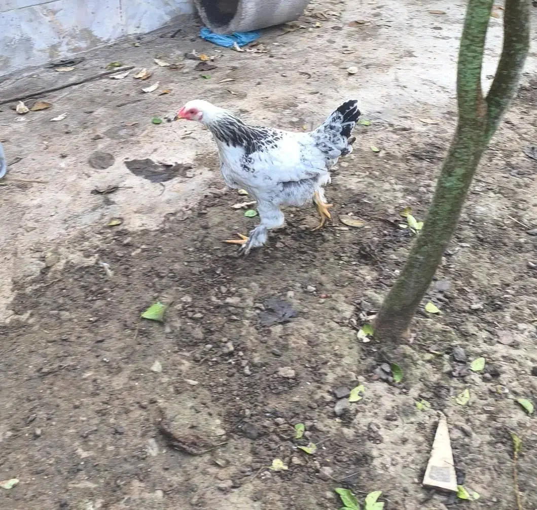 برهما لایت نیمچه|حیوانات مزرعه|لاهیجان, آهندان|دیوار