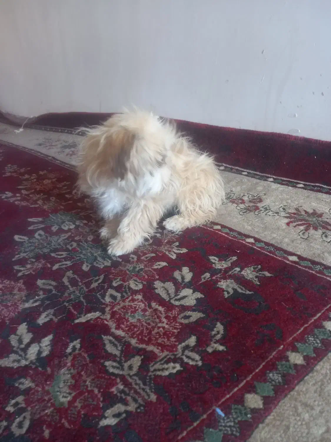 فروش سگ آپارتمانی بسیار آرام وشیرین|سگ|سبزوار, امام خمینی (ناوی)|دیوار