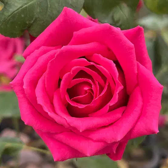 حال خوب|فعالیت داوطلبانه|اصفهان, سعادت‌آباد|دیوار