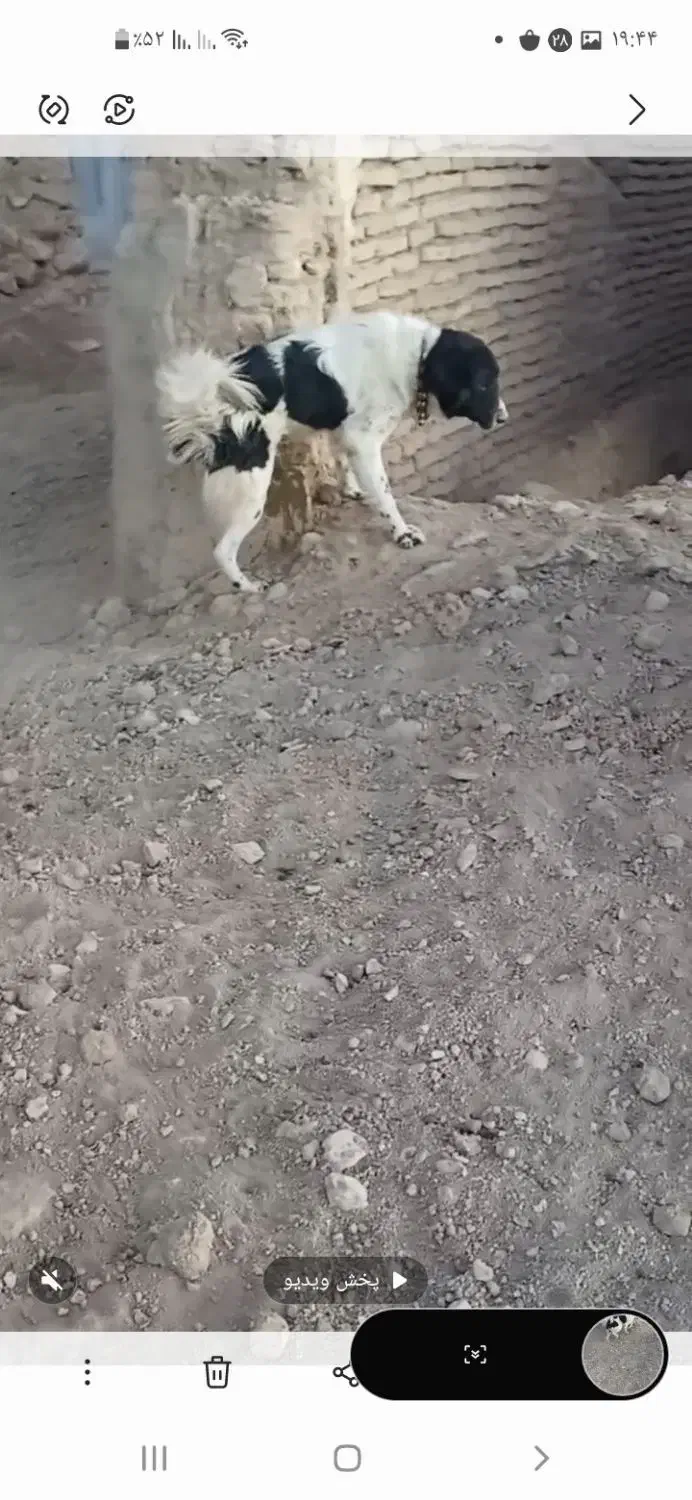 سگ اصیل قهدریجان جفت|سگ|اصفهان, احمدآباد|دیوار