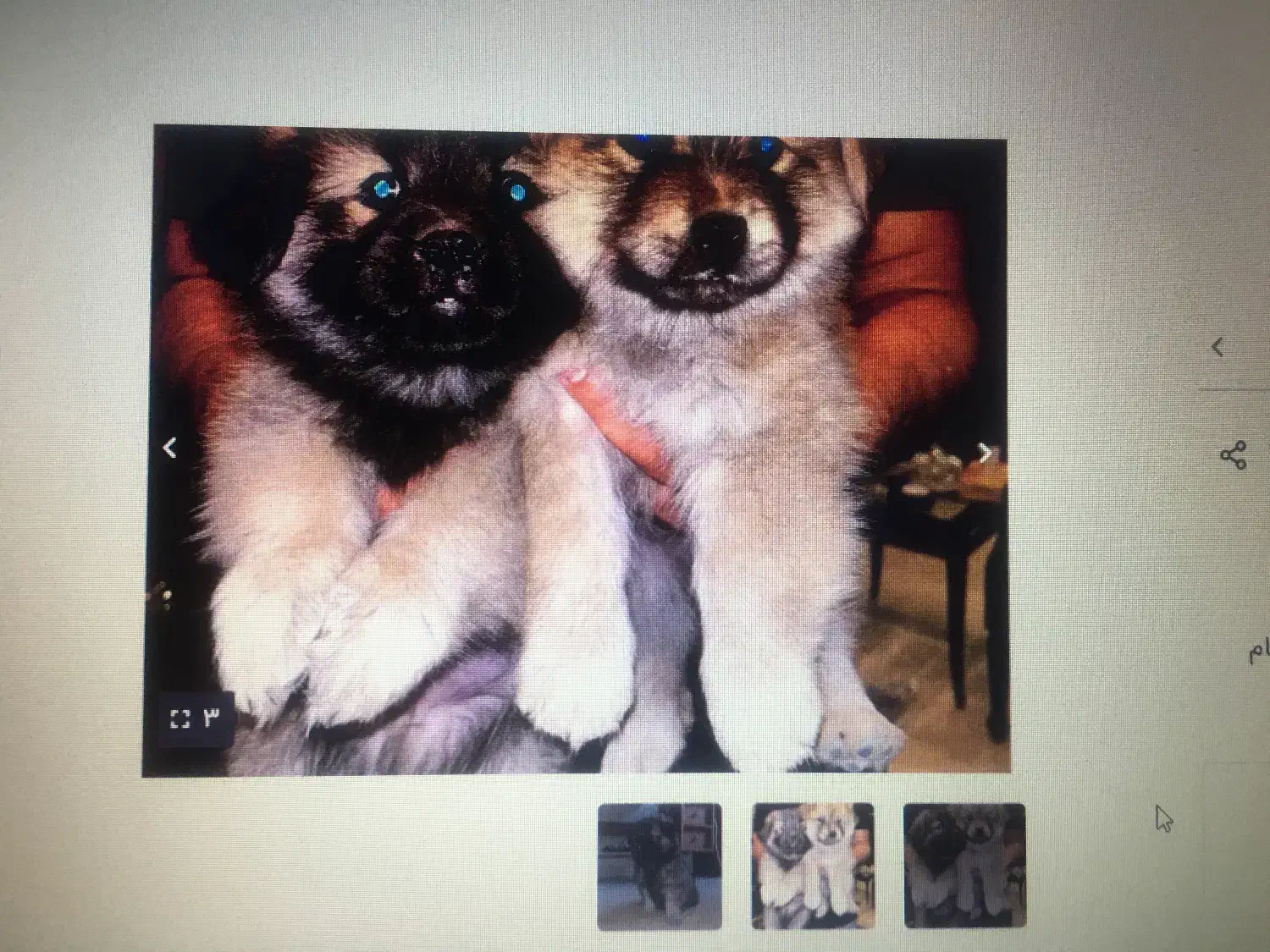 واگذاری توله سگ نژاد چاوچاو میکس|سگ|تهران, آسمان|دیوار