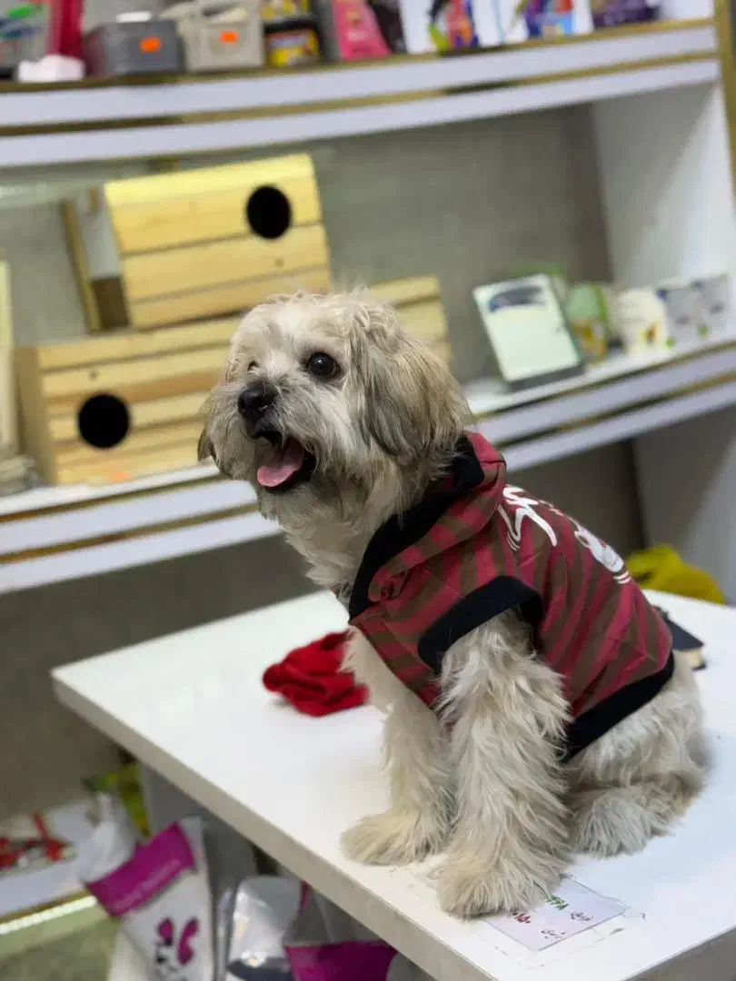 شیتزو واکسینه شده نر ۶ ماهه ب علت تنهایی واگذاری|سگ|شهریار, شهرک شاهد|دیوار