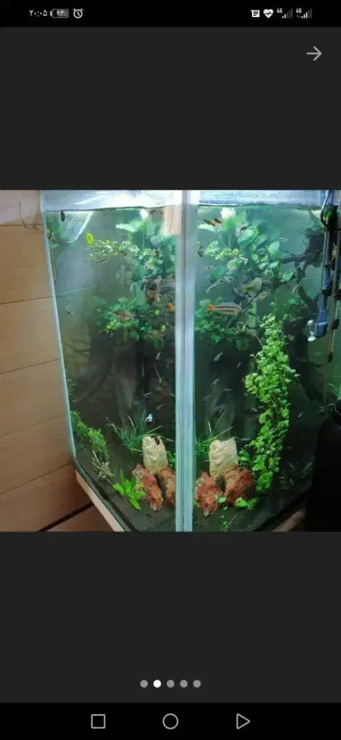 آکواریوم ایستاده60*60*90|ماهی|برخوار, |دیوار