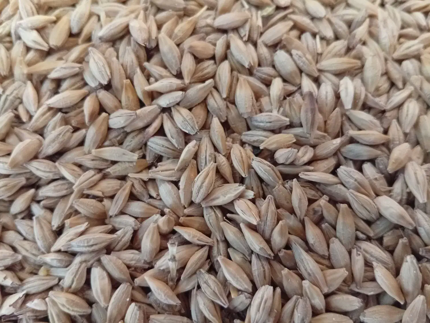 جو محلی|عمدهفروشی|کازرون, |دیوار