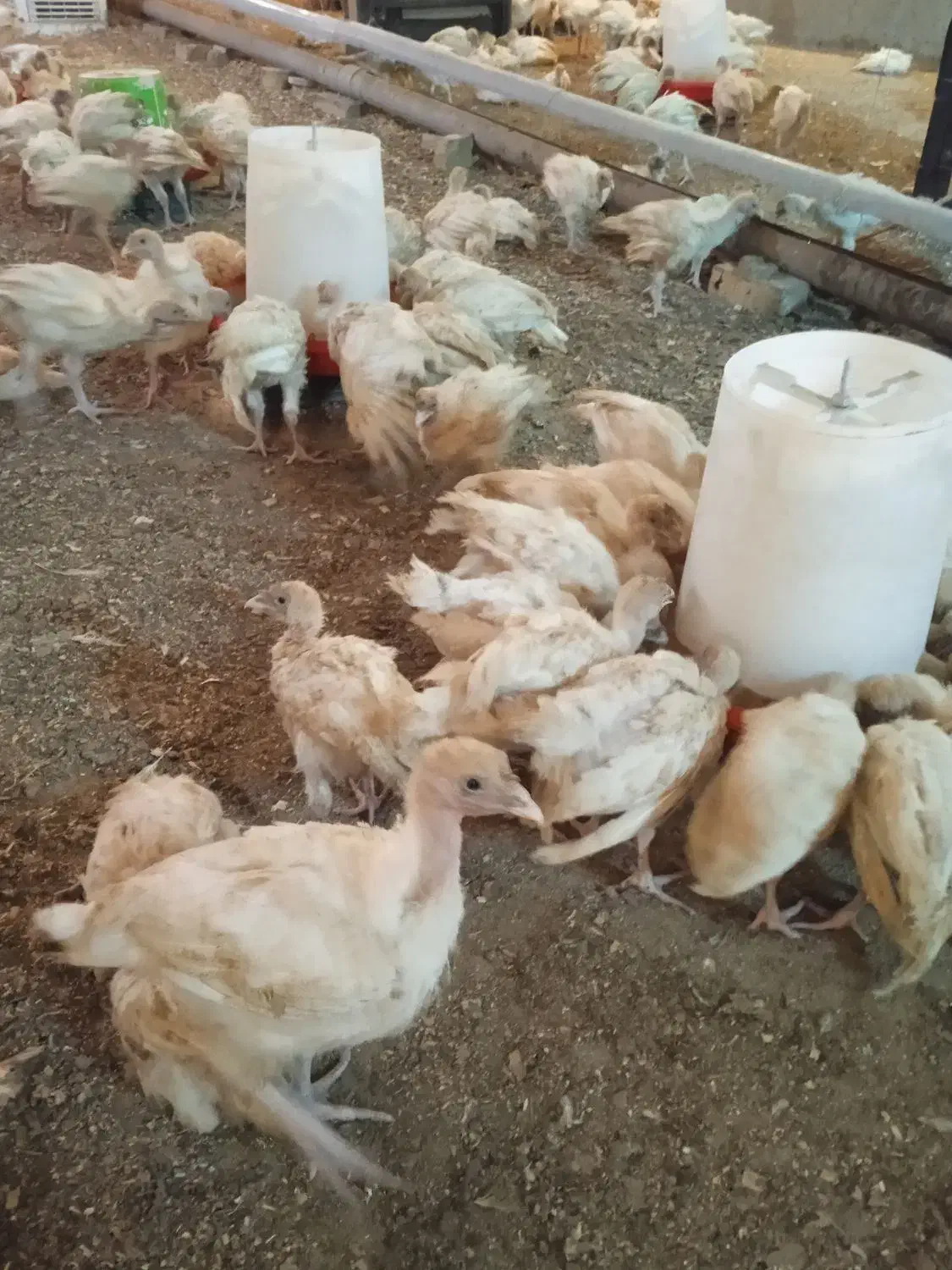 جو جه . بو قلمو ن . یک ماهه. نژاد بیو تی|حیوانات مزرعه|همدان, |دیوار