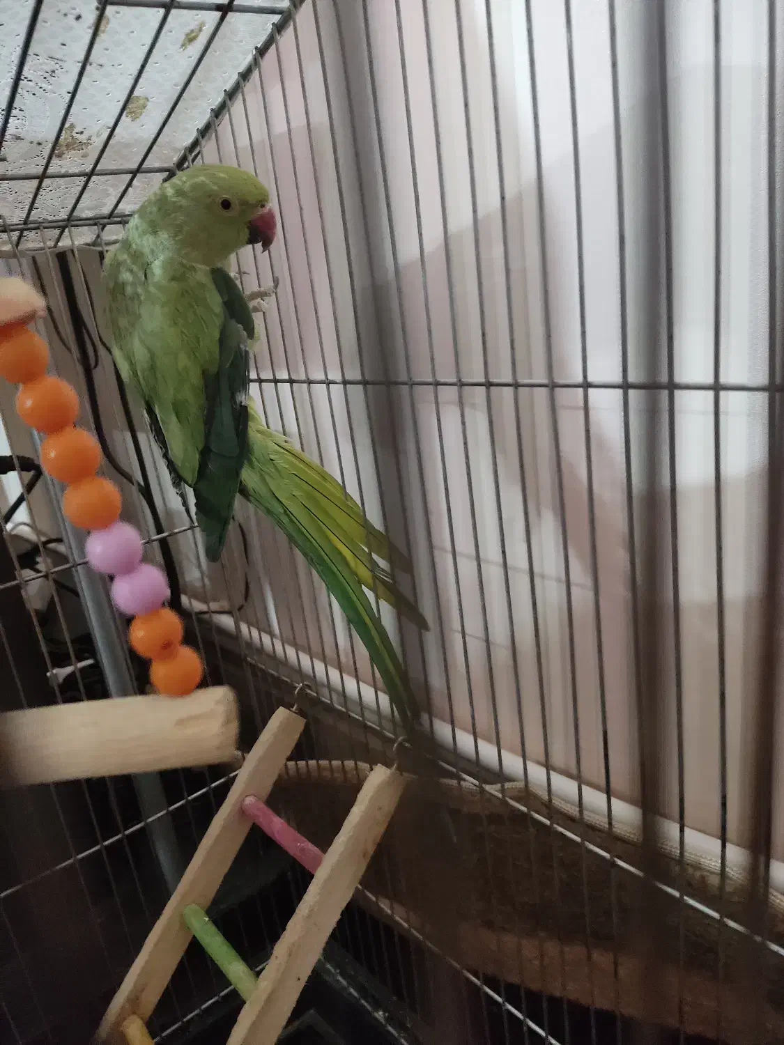 فروش پرنده|پرنده|شهرضا, |دیوار